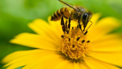 bee on yellow flower
