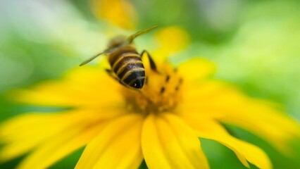 bee on flower