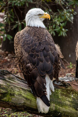 The closeup image of bald eagle (Haliaeetus leucocephalus), a bird of prey found in North America. A sea eagle.
An opportunistic feeder which subsists mainly on fish.