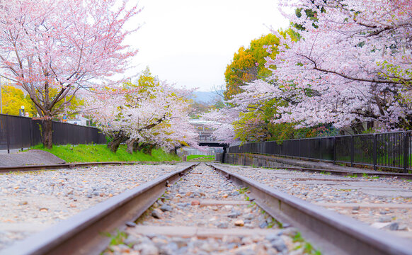 Row of Pink Sakura Trees Tunnel in Spring at Keage Incline, One of most famous tourist destination in Kyoto, Japan