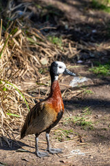 The white-faced whistling duck (Dendrocygna viduata) is a whistling duck that breeds in sub-Saharan Africa and much of South America.