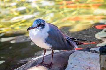 The laughing gull (Leucophaeus atricilla) with definitive basic plumage. A medium-sized gull of North and South America. Named for its laugh-like call, it is an opportunistic omnivore and scavenger. 