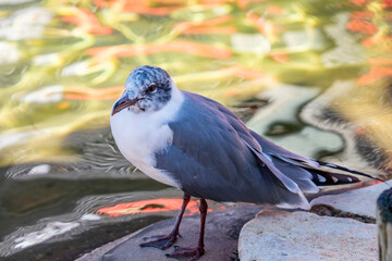 The laughing gull (Leucophaeus atricilla) with definitive basic plumage. A medium-sized gull of North and South America. Named for its laugh-like call, it is an opportunistic omnivore and scavenger. 