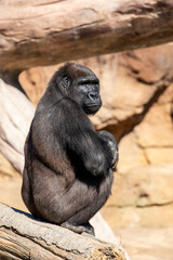 The female western lowland gorilla.
It is one of two subspecies of the western gorilla that lives in montane, primary and secondary forests and lowland swamps in central Africa.