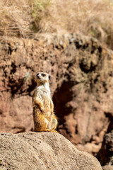 Fototapeta premium The meerkat (Suricata suricatta) stands alone as guard A small carnivoran belonging to the mongoose family. Its face tapers, coming to a point at the nose, which is brown. 