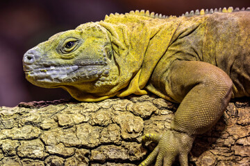 The Jamaican iguana (Cyclura collei)  is a large species of lizard in the family Iguanidae. The...