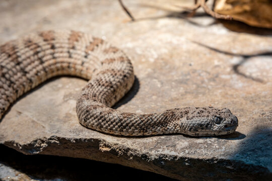  speckled rattlesnake (Crotalus mitchellii) is a venomous pit viper species in the family Viperidae. The species is endemic to the Southwestern United States and adjacent northern Mexico. 