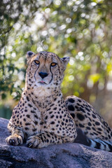 A Cheetah (Acinonyx jubatus) is sitting on the rock. it is a large cat of the subfamily Felinae that occurs in North, Southern and East Africa, and a few localities in Iran.