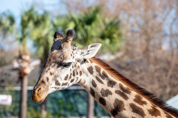 The Masai giraffe (Giraffa tippelskirchi) is native to East Africa.
With distinctive, irregular, jagged, star-like blotches that extend from the hooves to its head. The national animal of Tanzania.