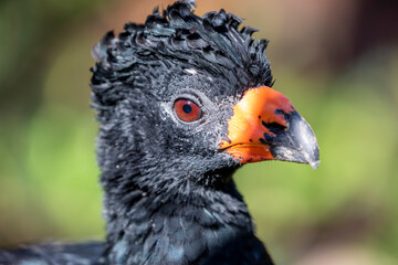The wattled curassow (Crax globulosa) is a threatened member of the family Cracidae, the curassows, guans, and chachalacas. It is found in remote rainforests in the western Amazon basin.