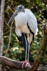 The wood stork (Mycteria americana) is a large American wading bird.
 It is found in subtropical and tropical habitats in the Americas, including the Caribbean.