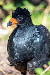 The wattled curassow (Crax globulosa) is a threatened member of the family Cracidae, the curassows, guans, and chachalacas. It is found in remote rainforests in the western Amazon basin.