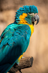 The blue-throated macaw (Ara glaucogularis; previously Ara caninde) is a macaw endemic to a small area of north-central Bolivia. 
This species was designated by law  as a natural patrimony of Bolivia.