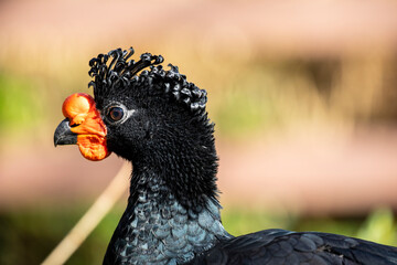 The wattled curassow (Crax globulosa) is a threatened member of the family Cracidae, the curassows, guans, and chachalacas. It is found in remote rainforests in the western Amazon basin.