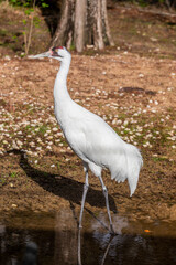 The whooping crane (Grus americana) is the tallest North American bird, named for its whooping sound. It is an endangered crane species.
it is one of only two crane species native to North America.