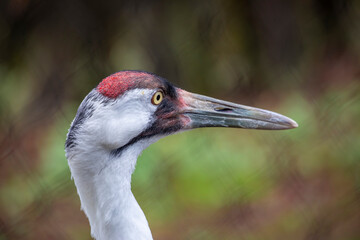 The whooping crane (Grus americana) is the tallest North American bird, named for its whooping sound. It is an endangered crane species.
it is one of only two crane species native to North America.