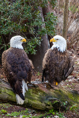 The closeup image of bald eagle (Haliaeetus leucocephalus), a bird of prey found in North America. A sea eagle.
An opportunistic feeder which subsists mainly on fish.