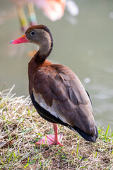 The black-bellied whistling duck (Dendrocygna autumnalis) is a whistling duck that breeds from the...