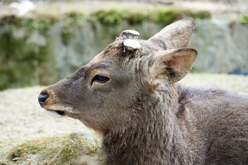 奈良公園の鹿
