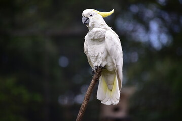 The sulphur crested cockatoo, Cacatua galerita is a relatively large white cockatoo found in wooded habitats in  Moluccas and Papua and some of the islands of Indonesia. - obrazy, fototapety, plakaty