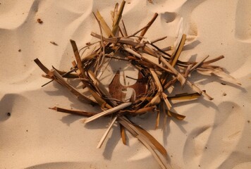 crown of thorns