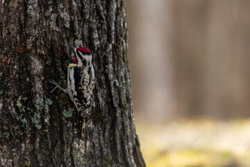 Fototapeta premium Yellow Bellied Sapsucker Woodpecker on Tree