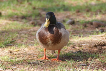 Duck