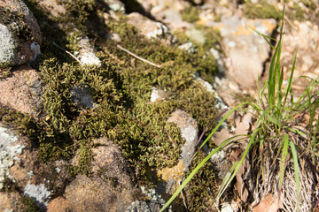 Moss on rock