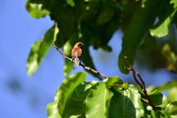 The scaly breasted munia or spotted munia perching on branch, Lonchura punctulata, known as nutmeg mannikin or spice finch, is a sparrow sized estrildid finch 