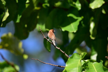 The scaly breasted munia or spotted munia perching on branch, Lonchura punctulata, known as nutmeg mannikin or spice finch, is a sparrow sized estrildid finch 