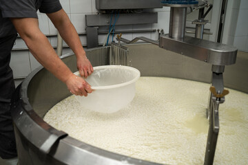 Fototapeta na wymiar Cheese maker straining curd from whey while working in dairy production. Cheese production concept
