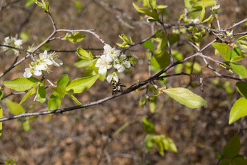White Spring blossom flower