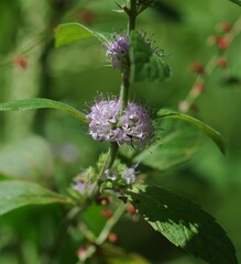 Peppermint (Mentha x piperita L.), perennial herb in the family Lamiaceae, genus Hakka.