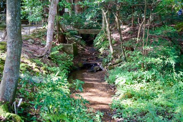 Scenery of a stream passing through the forest