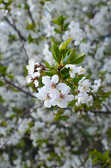 a blooming cherry tree.cherry blossoms.fruit tree in spring.