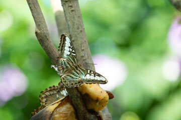 green butterfly in nature. butterfly insect closeup. flying butterfly macro photography.