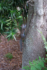 image of squirrel rodent. squirrel rodent outdoor. squirrel rodent outside. squirrel rodent