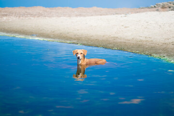 Dog in the blue water