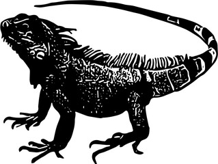 Fototapeta premium Iguana, lizard