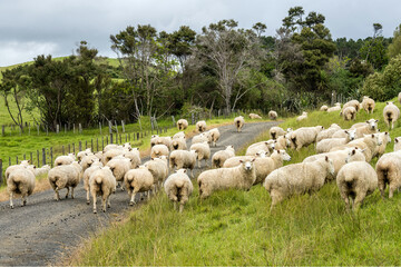 Obraz premium Sheep herd crossing gravel road
