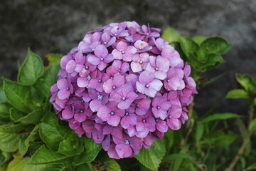 A bunch of blooming Hydrangea, also known as hortensia.