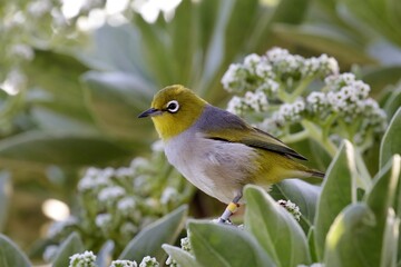 Silvereye