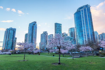 Obraz premium Cherry Blossom in False Creek, Downtown Vancouver, British Columbia, Canada. Cloudy Sunset Sky in the City.