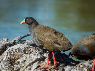 Black-tailed Native Hen in Queensland Australia