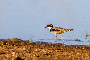 Black-fronted Dotterel in Queensland Australia