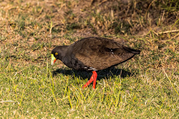Black-tailed Native Hen in Queensland Australia
