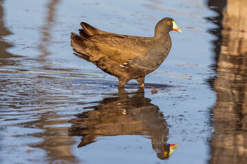Black-tailed Native Hen in Queensland Australia