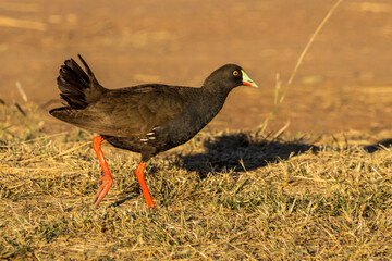 Black-tailed Native Hen in Queensland Australia