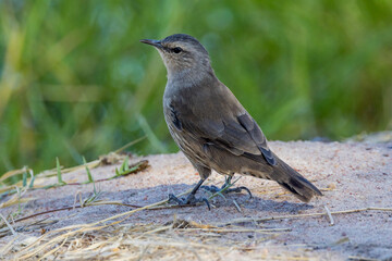 Brown Treecreeper in Queensland Australia