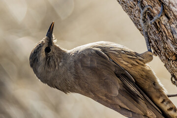 Brown Treecreeper in Queensland Australia